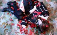 /album/cosplay/vampire-knight-yuki-jpg/
